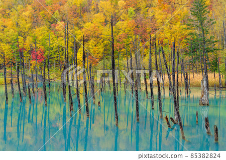 Autumn leaves of blue pond Biei-cho Shirogane 85382824