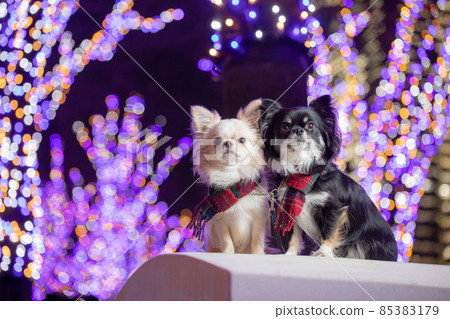 Two long coat Chihuahuas with illuminations and a muffler Two long coat Chihuahuas with illuminations and a muffler 85383179