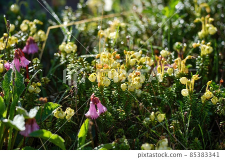 Aonotsugazakura flowers in full bloom shining in the light @ Mt. Norikura, Nagano Aonotsugazakura flowers in full bloom shining in the light @ Mt. Norikura, Nagano 85383341