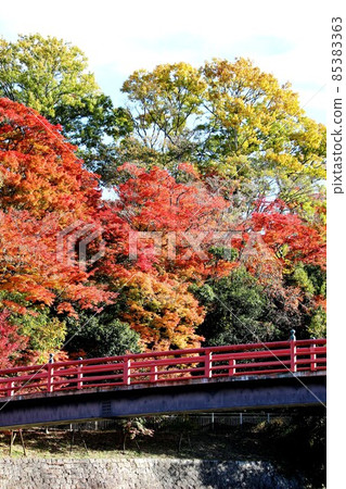 Tatsuta河的秋葉 85383363