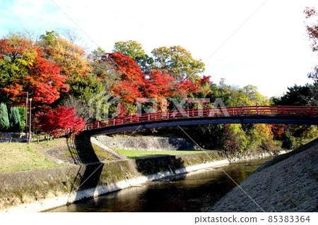 Tatsuta河的秋葉 85383364