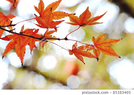 Autumn leaves of the Tatsuta River Autumn leaves of the Tatsuta River 85383405