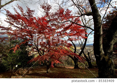 Autumn leaves of the Tatsuta River 85383409