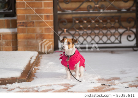 Lonely dog jack russell terrier got lost on the street in winter. Lonely dog jack russell terrier got lost on the street in winter. 85383611