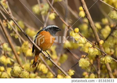 雄性日本五香粉和道利安紅星 85383633