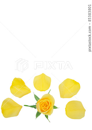 Rose yellow yellow rose yellow rose rose rose Rose yellow yellow rose yellow rose rose rose 85383801