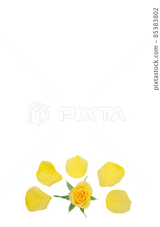 Rose yellow yellow rose yellow rose rose rose Rose yellow yellow rose yellow rose rose rose 85383802