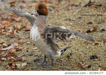 Male wigeon and pellet Male wigeon and pellet 85384177