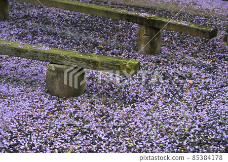 The petals of wisteria fell on the wooden bench and the ground The petals of wisteria fell on the wooden bench and the ground 85384178