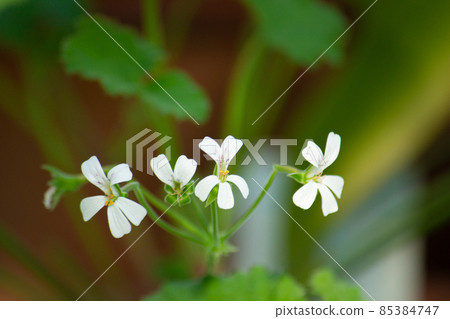 蘋果天竺葵花學名：Pelargonium odoratissimum 85384747