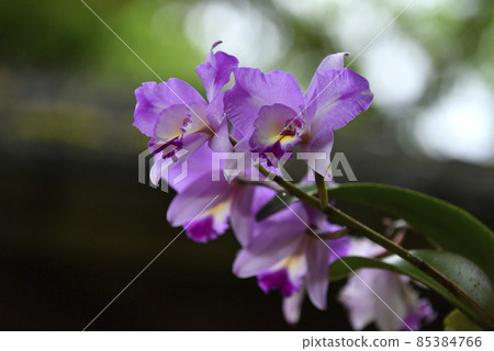 Orchid blooming pink flowers Orchid blooming pink flowers 85384766