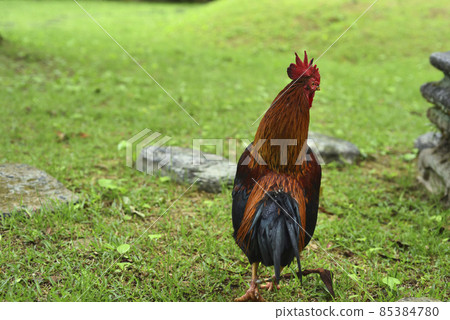 在草地上自由自在的公雞 85384780