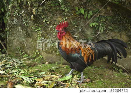 在草地上自由自在的公雞 85384783