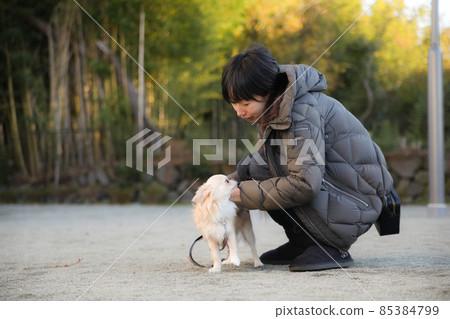 A woman playing with her dog while taking a walk in the neighborhood and her dog's long coat Chihuahua 85384799