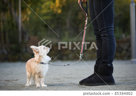 A woman taking a walk in the neighborhood and her dog's long coat Chihuahua 85384802