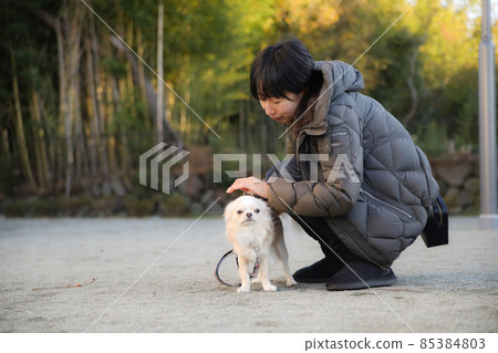 A woman playing with her dog while taking a walk in the neighborhood and her dog's long coat Chihuahua 85384803