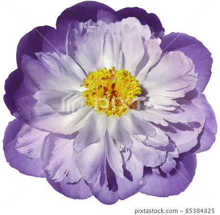 Purple Peony flower on a white isolated background with clipping path. Nature. Closeup no shadows. Garden flower. Purple Peony flower on a white isolated background with clipping path. Nature. Closeup no shadows. Garden flower. 85384825