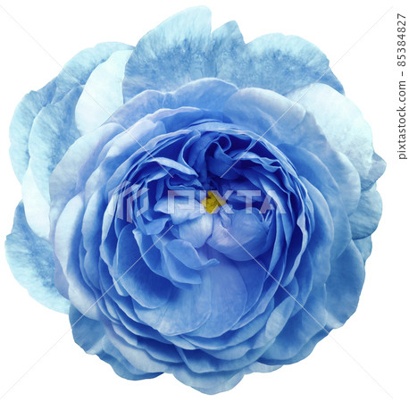 rose flower blue isolated on a white background. No shadows with clipping path. Close-up. Nature. rose flower blue isolated on a white background. No shadows with clipping path. Close-up. Nature. 85384827