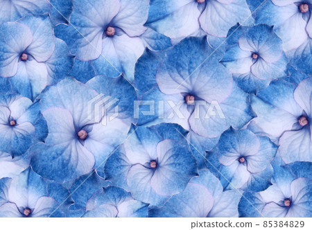 Floral blue hydrangeas. flowers background. Close-up. Flower composition. Nature. Floral blue hydrangeas. flowers background. Close-up. Flower composition. Nature. 85384829