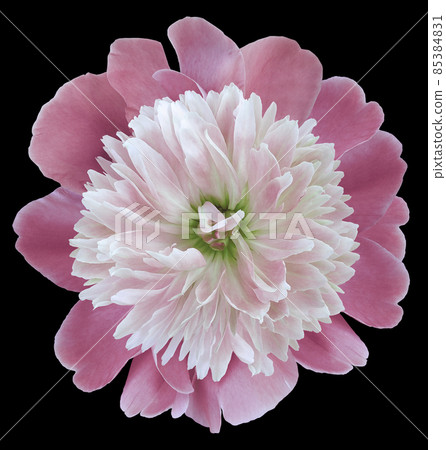 peony flower pink isolated on thr black background. No shadows with clipping path. Close-up. Nature. peony flower pink isolated on thr black background. No shadows with clipping path. Close-up. Nature. 85384831