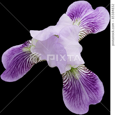 purple iris flower Isolated on black background with clipping path. Close-up. For design purple iris flower Isolated on black background with clipping path. Close-up. For design 85384832