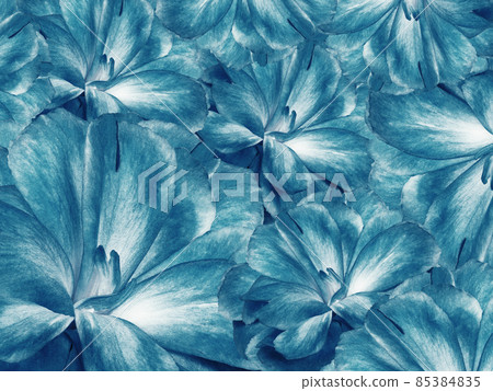 Floral turquoise background. A bouquet of cloves flowers. Close-up. Flower composition. Nature. Floral turquoise background. A bouquet of cloves flowers. Close-up. Flower composition. Nature. 85384835