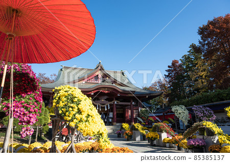 Chrysanthemum Festival Chrysanthemum Flower Kasama Inari Shrine 85385137