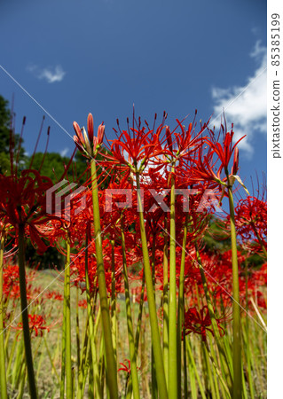 群集孤挺花 群集孤挺花 85385199