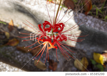 群集孤挺花 85385200