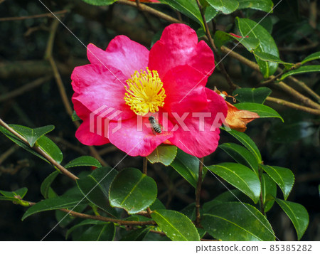 盛開的山茶花（茶科） 85385282