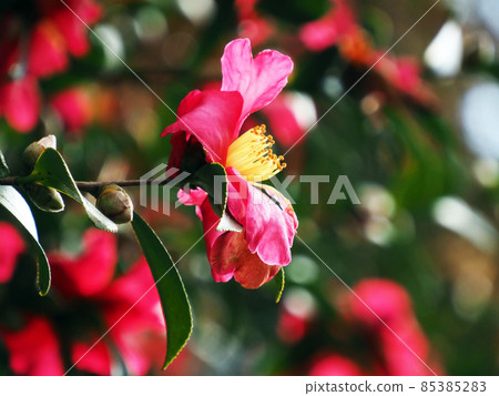 盛開的山茶花（茶科） 85385283