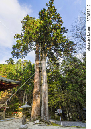 比叡山延歷寺西塔釋迦堂旁的巨樹 85385342