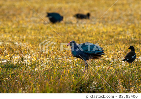 Western swamphen or Purple Moorhen or Porphyrio porphyrio portrait with wingspan in winter light at wetland of keoladeo national park or bharatpur bird sanctuary rajasthan india 85385400