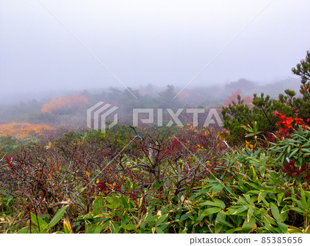 霧中的高山紅葉(山形縣藏王三寶甲神山) 霧中的高山紅葉(山形縣藏王三寶甲神山) 85385656