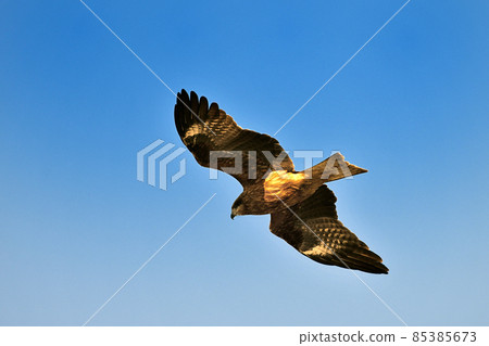 Komonbi spreading feathers and flying 85385673