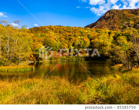 Swamps and mountains colored with autumn leaves (Yamagata Prefecture, Zao, Katagai Swamp) 85385750