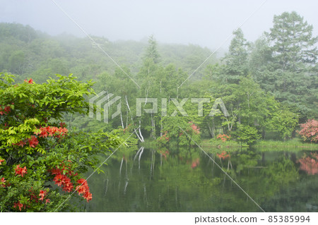 Early summer scenery of the Japanese azalea in the rain pond where the morning mist springs 85385994