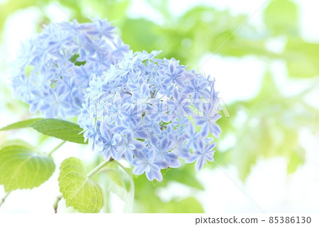 明亮的天藍色繡球花萬花筒品種明亮的背景 明亮的天藍色繡球花萬花筒品種明亮的背景 85386130