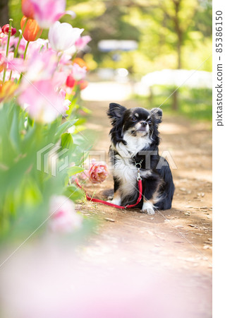 成年黑長外套奇瓦瓦狗奧斯瓦里在陽光下穿過樹木,旁邊是五顏六色的鬱金香 成年黑長外套奇瓦瓦狗奧斯瓦里在陽光下穿過樹木,旁邊是五顏六色的鬱金香 85386150