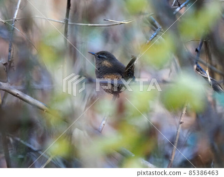 冬天枯葉中的鷦鷯 85386463