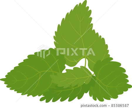 Vector green mint leaves isolated on white 85386587