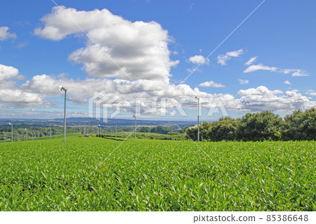 Hills with tea plantations-Iwata City, Shizuoka Prefecture Hills with tea plantations-Iwata City, Shizuoka Prefecture 85386648