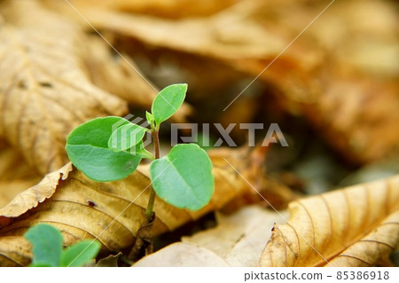 Young trees and dead leaves Young trees and dead leaves 85386918
