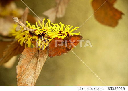 With yellow flowers and dead leaves of Hamamelis mollis With yellow flowers and dead leaves of Hamamelis mollis 85386919