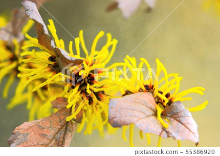 Yellow flowers of cinnamon saku 85386920