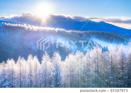 《Nagano Prefecture》 Kirigamine plateau in winter, a primeval forest of hoarfrost 85387973