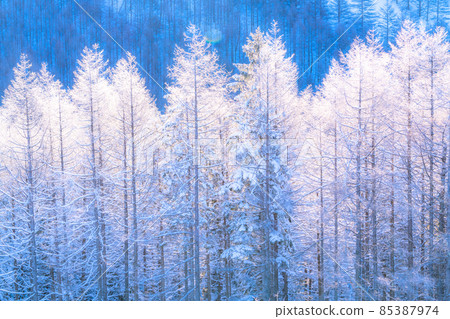 《Nagano Prefecture》 Kirigamine plateau in winter, a primeval forest of hoarfrost 85387974
