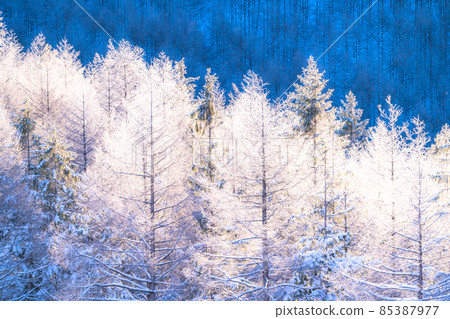 《Nagano Prefecture》 Kirigamine plateau in winter, a primeval forest of hoarfrost 85387977