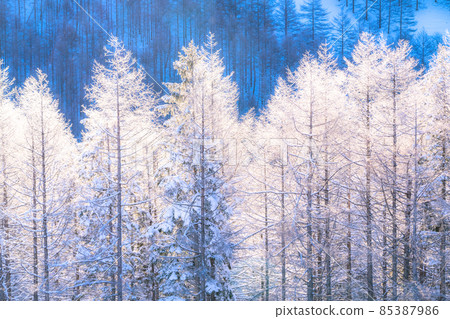 《Nagano Prefecture》 Kirigamine plateau in winter, a primeval forest of hoarfrost 85387986