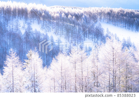 《Nagano Prefecture》 Kirigamine plateau in winter, a primeval forest of hoarfrost 85388023